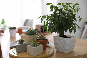 Fototapeta na wymiar Beautiful potted plants on wooden table at home. Engaging hobby