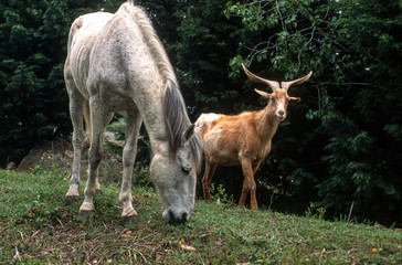 Naklejka na ściany i meble Chèvre, race Chamoisée de montagne, Cheval, race Camarguais