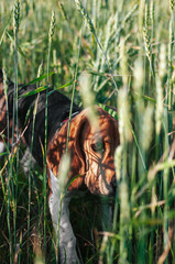 Happy puppy beagle dog having fun in green grass