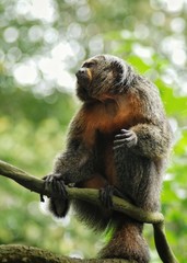Female white-faced saki monkey (Pithecia pithecia) sitting on tree branch.