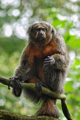 Female white-faced saki monkey (Pithecia pithecia) sitting on tree branch.