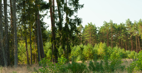 Obraz premium a landscape inside the forest, morning sunny day,conifers, various shades of green