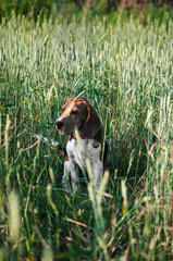 Happy puppy beagle dog having fun in green grass