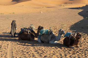 Camels sitting down resting in the Sahara desert at sunset with golden sand 