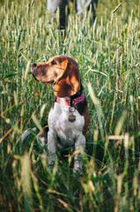 Happy puppy beagle dog having fun in green grass