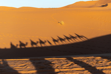 Shadows of camel riders in the late afternoon in the Saharan desert in Morocco