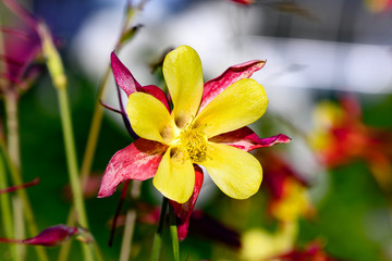 Yellow aquilegia flower in the garden. Beautiful columbine in sunlight.