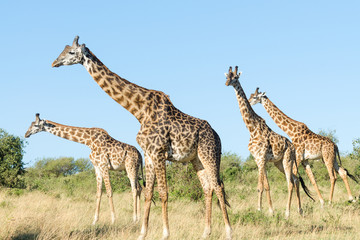 Group of four Masai giraffes (Giraffa Camelopardalis Tippelskirchii) in Maasai Mara National Reserve, Kenya © JossK