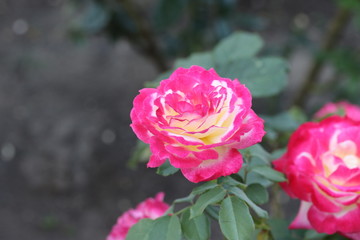 pink roses in garden, flower, petals, summer, floral, valentine, romantic