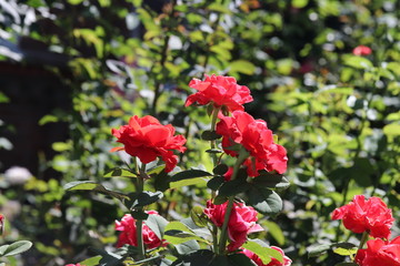 red rose bush, flower, red, garden, nature, rose, flowers, plant