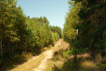 Naklejka premium a road in the flandscape inside the forest, morning sunny day,the road is covered with golden grassorest