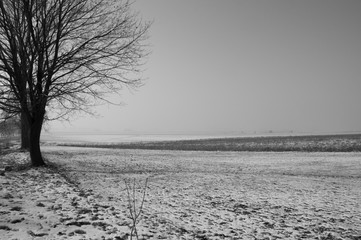 Poranna zimowa mgła nad polami
