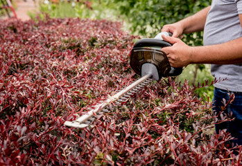 A gardener trimming shrub with hedge trimmer