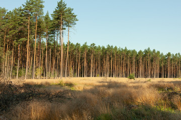A landscape in the forest, a sunny morning day, a clearing overgrown with golden grass © JOWISZ51