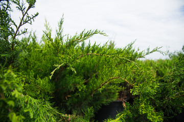 Saplings coniferous trees in pots in plant nursery