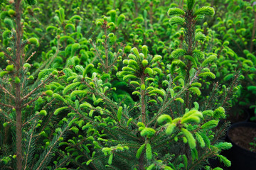Saplings coniferous trees in pots in plant nursery