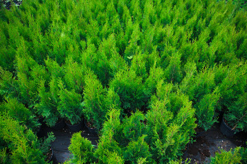 Saplings coniferous trees in pots in plant nursery