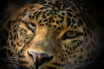 Cheetah in Zoo Ostrava Czechia