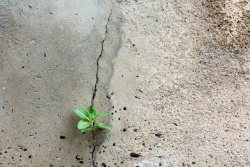 Small plant growing through cracked wall