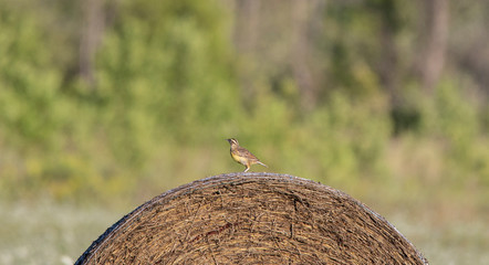 A lone eastern Meadowlark bird  (Sturnella magna) atop a bale of hay in a farm field in Tobermory Ontario