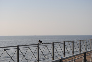 bird on the pier by the sea