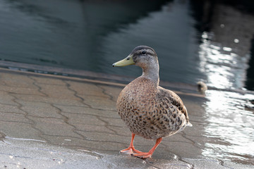 Angled view of a female mallard duck (Anas platyrhynchos) on the sidewalk in Tobermory port 