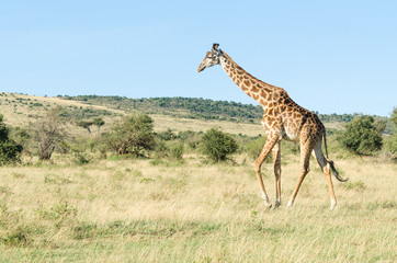 Masai giraffe (Giraffa Camelopardalis Tippelskirchii) walking in Maasai Mara National Reserve, Kenya