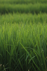 rice field in thailand