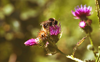 Nature. Meadow flowers.