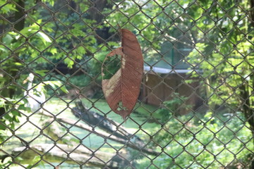 animals in cage in zoo
