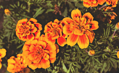 Nature. Meadow flowers.