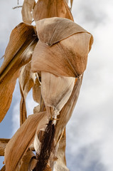 Dried Corn Hanging From Tree