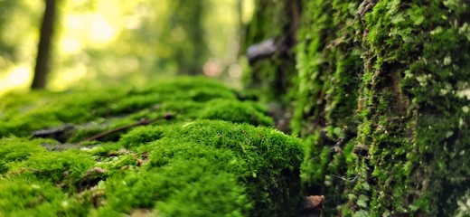 Moss in the forest