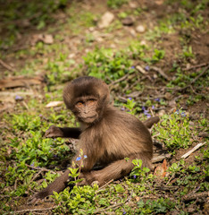 Animals in Zoo Ostrava Czech Republic