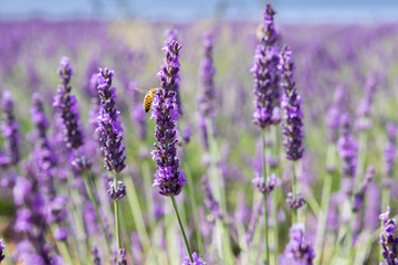 Fototapeta na wymiar Bee on lavender flower at beautiful lavender fields