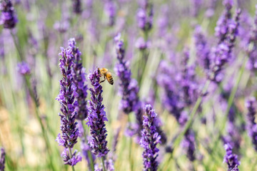 Bee on lavender flower at beautiful lavender fields