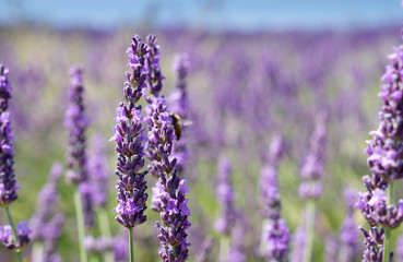 Fototapeta na wymiar Close up of lavender flower at beautiful lavender fields