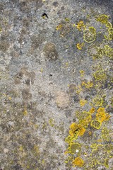 evocative image of house exterior wall texture with mold