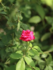 pink rose on green background