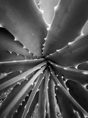 Black & White Aloe spiral