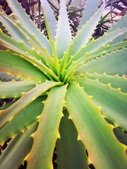 aloe vera plant