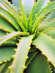 Aloe Spikes