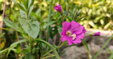Purple Flower in the Grass