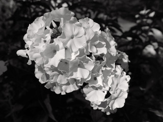 vista monocromatica di bel fiore di ortensia bianca fiorita