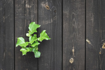 Walnut wood. Old floor wooden pattern. Timber plank surface wall for vintage grunge wallpaper. Dark grain panel board table with copy space. Montage product design concept.