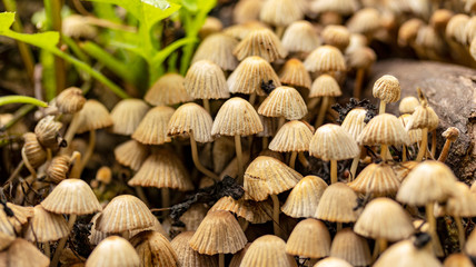 small inedible mushrooms on an old stump, macro photography