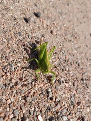 grasshopper in the sand