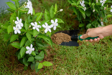Planting a tree. A close-up of a young woman planting a tree. Environmental concept