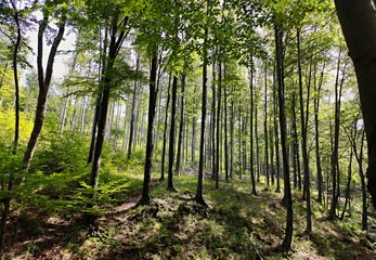 Obraz premium Sunny Summer Forest