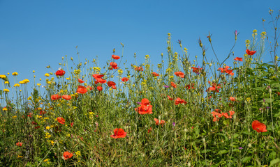 wildflower meadow with red poppy and rapeseed against blue sky